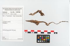 Etikett zu Rohhaut (NHMW-PRAE-125790)